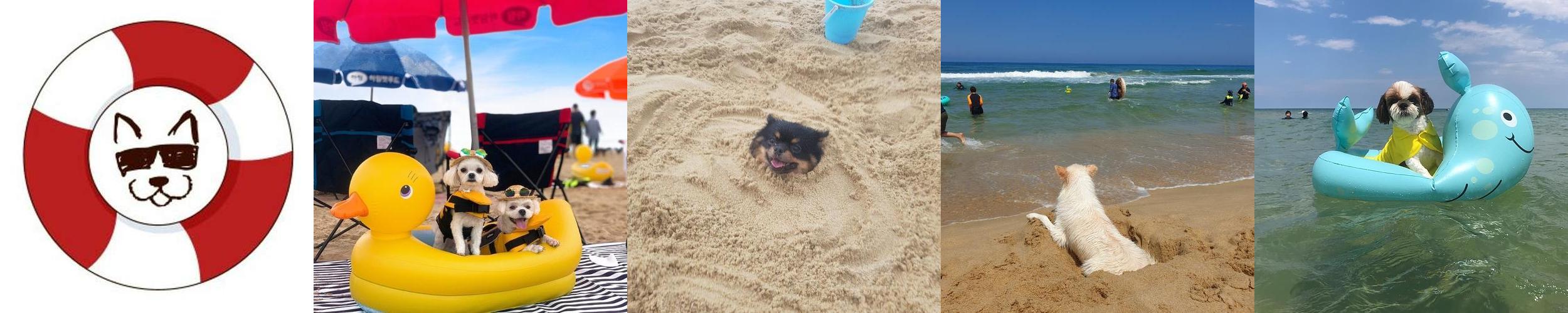 멍비치: 반려견과 함께하는 즐거운 해수욕장