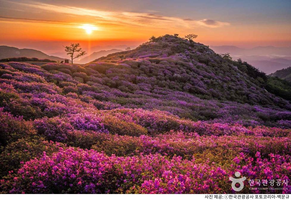 황매산 철쭉제 기간 및 개화시기·주차장·등산 코스 정리