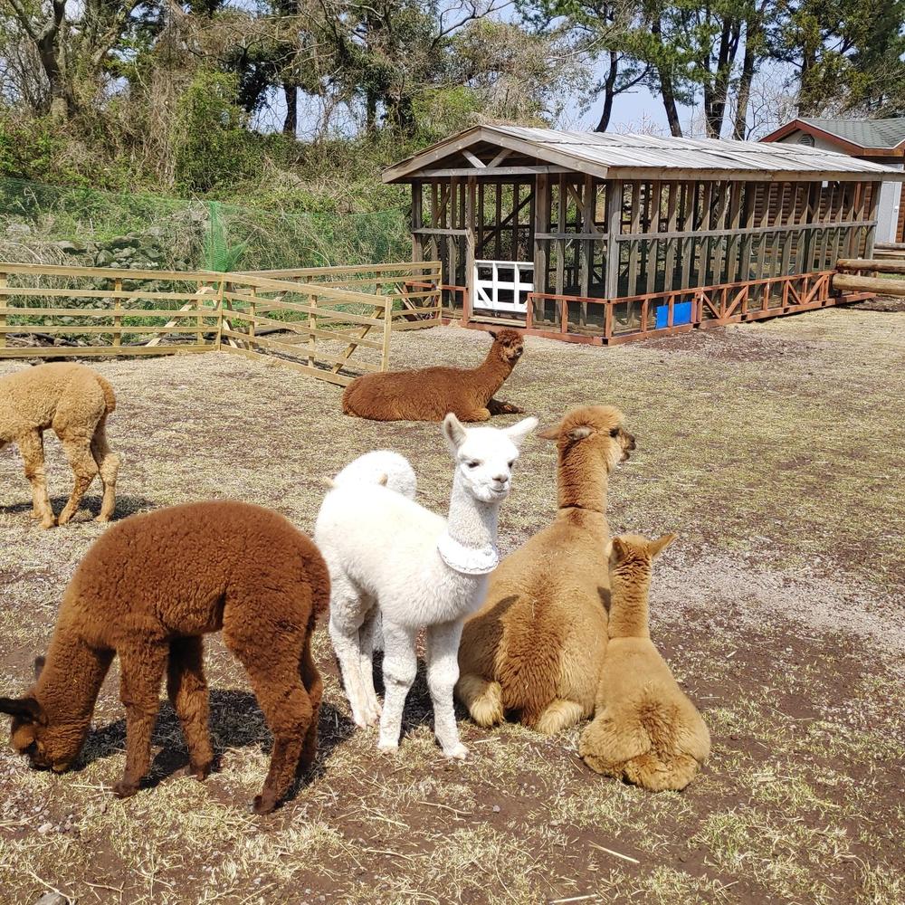 제주도 서쪽 여행 코스 추천, 많이 찾는 명소 및 놀거리 리스트 10곳