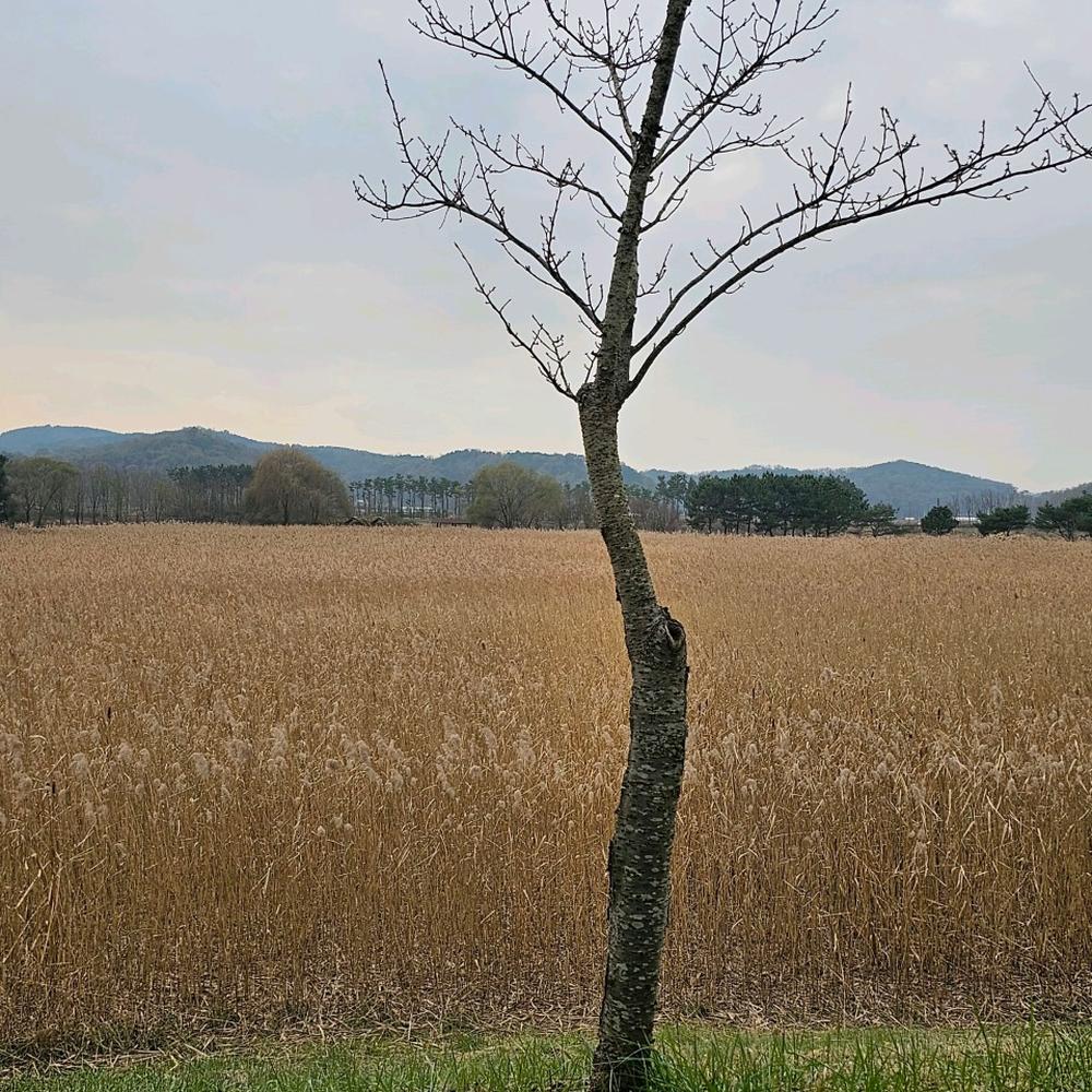 서울·경기도 근처 가을 억새 나들이 명소 추천 리스트 10곳 서울·경기도 근처 가을 억새 나들이 명소 추천 리스트 10곳