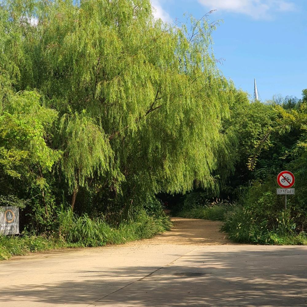 서울·경기도 근처 가을 억새 나들이 명소 추천 리스트 10곳 서울·경기도 근처 가을 억새 나들이 명소 추천 리스트 10곳