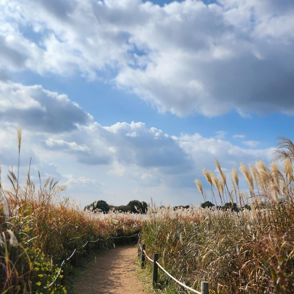 서울·경기도 근처 가을 억새 나들이 명소 추천 리스트 10곳 서울·경기도 근처 가을 억새 나들이 명소 추천 리스트 10곳