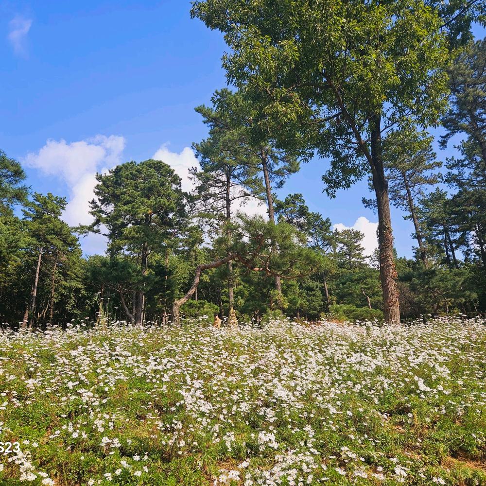 서울·경기도 근처 가을 억새 나들이 명소 추천 리스트 10곳 서울·경기도 근처 가을 억새 나들이 명소 추천 리스트 10곳