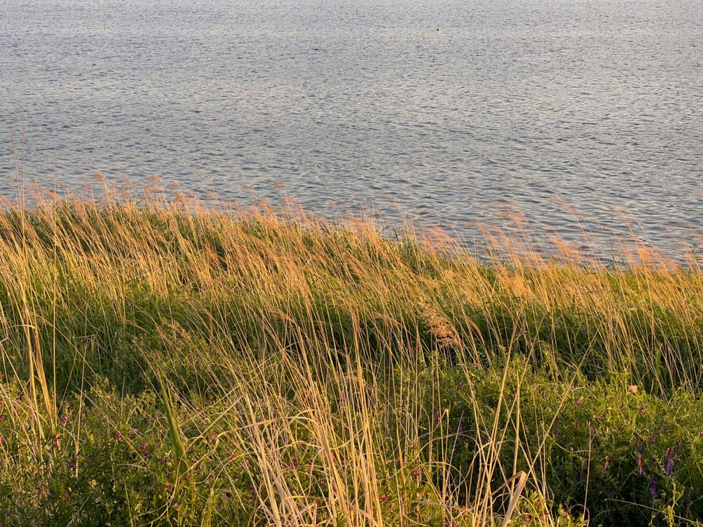 서울·경기도 근처 가을 억새 나들이 명소 추천 리스트 10곳 서울·경기도 근처 가을 억새 나들이 명소 추천 리스트 10곳