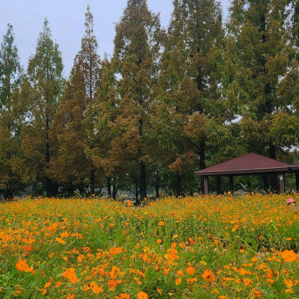 서울·경기도 근처 가을 억새 나들이 명소 추천 리스트 10곳 서울·경기도 근처 가을 억새 나들이 명소 추천 리스트 10곳