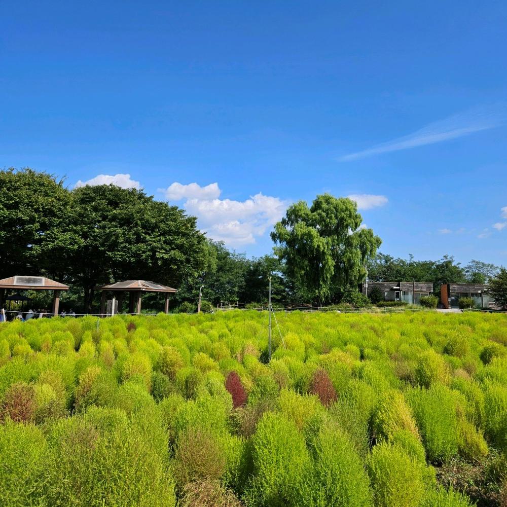 서울·경기도 근처 가을 억새 나들이 명소 추천 리스트 10곳 서울·경기도 근처 가을 억새 나들이 명소 추천 리스트 10곳