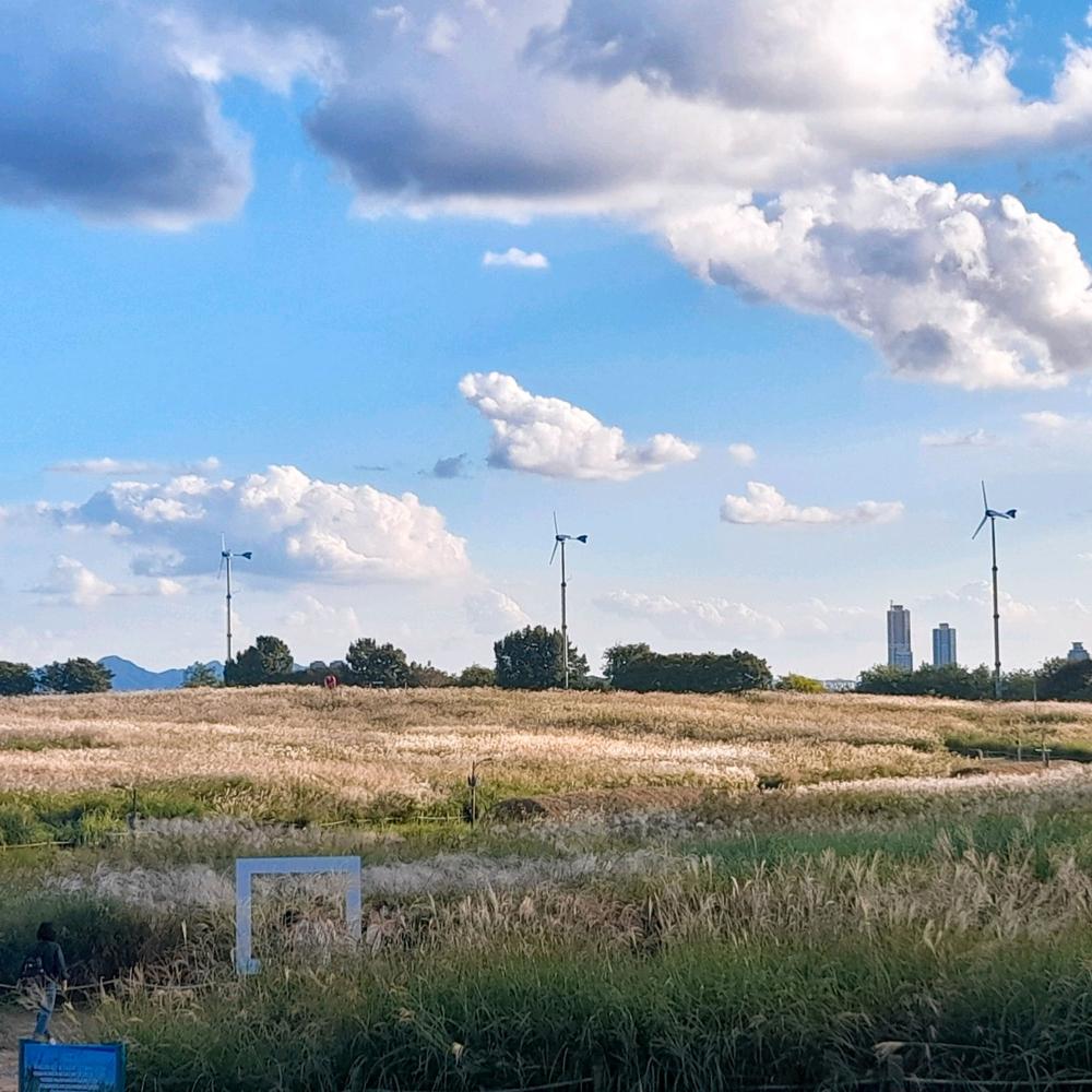 서울·경기도 근처 가을 억새 나들이 명소 추천 리스트 10곳 서울·경기도 근처 가을 억새 나들이 명소 추천 리스트 10곳