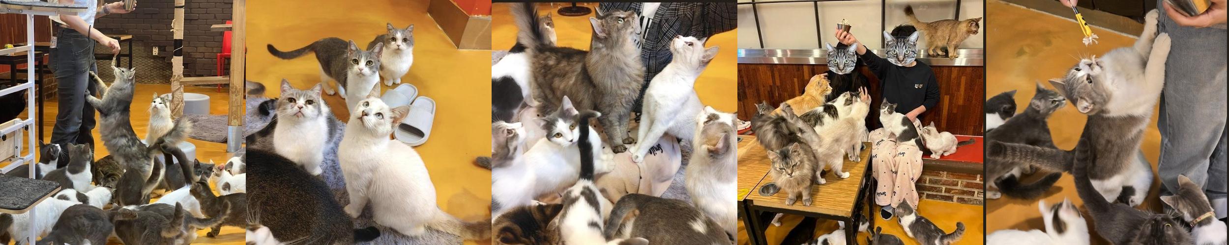 청춘고양이카페: 홍대의 매력적인 고양이 카페