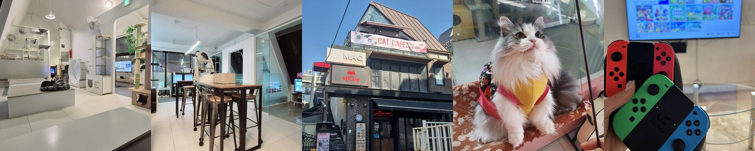 고양이 멀티카페 마오: 다양한 즐길 거리와 편안한 공간