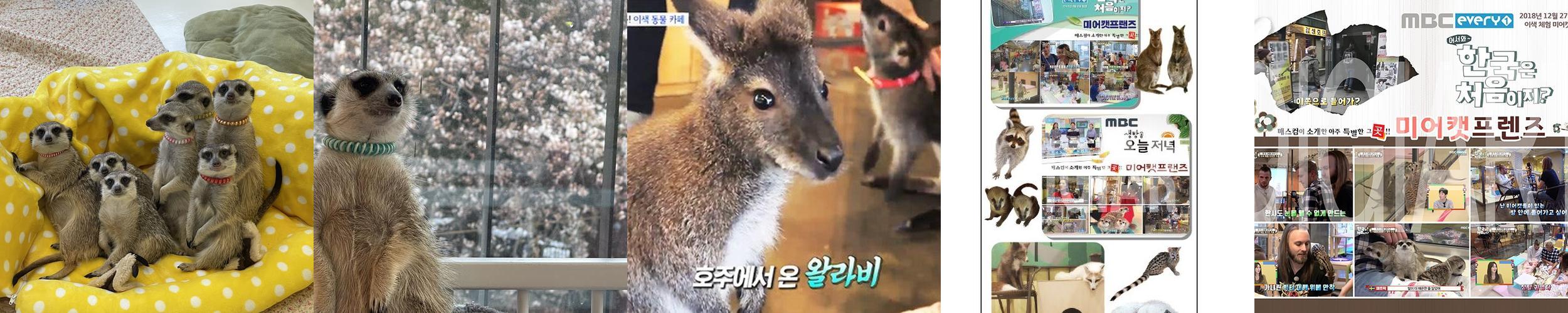 미어캣 프랜즈: 다양한 동물과의 특별한 만남