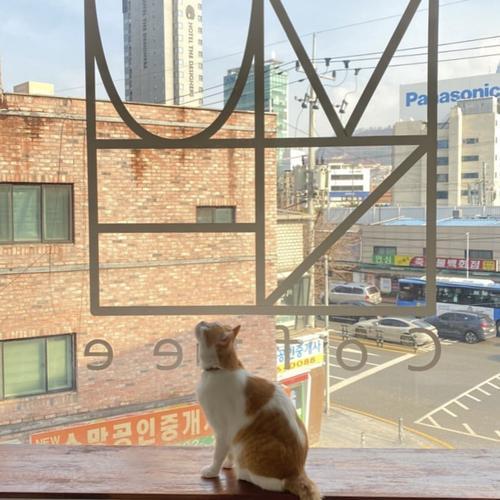 카페무네: 아늑한 고양이 카페