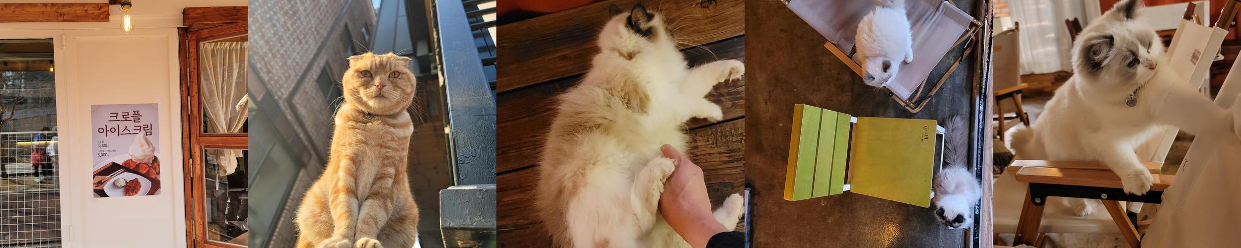 광교카페 소풍: 고양이와 함께하는 아늑한 카페