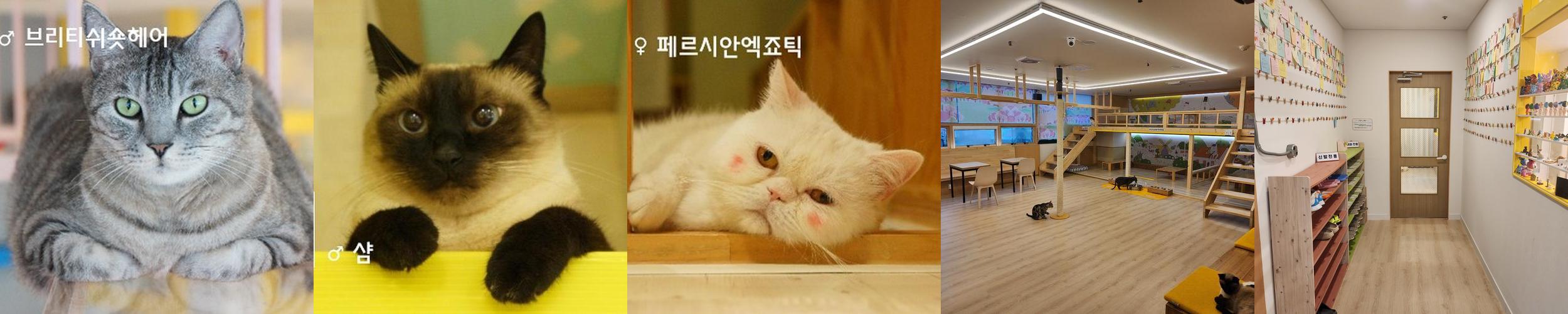 경기도 고양이카페 베스트 추천 TOP 10