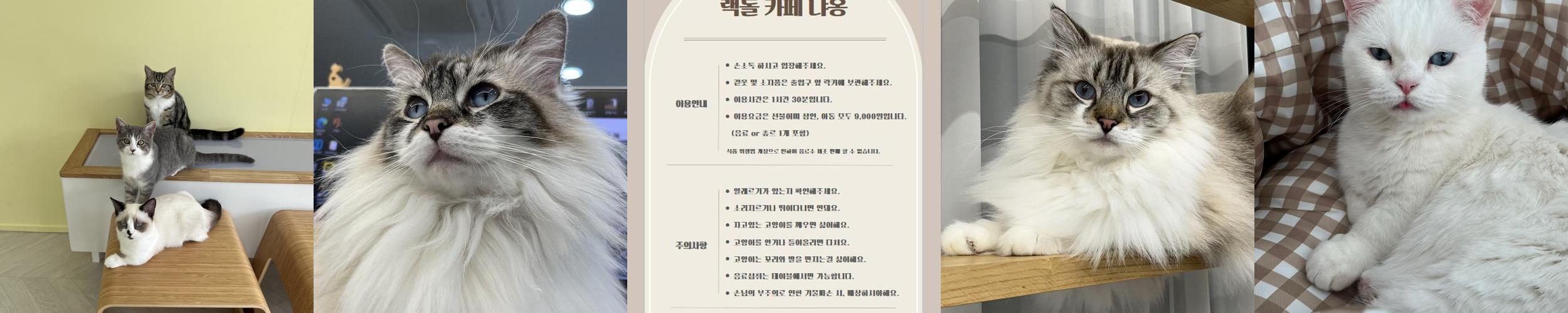 인천 고양이카페 베스트 추천 TOP 10