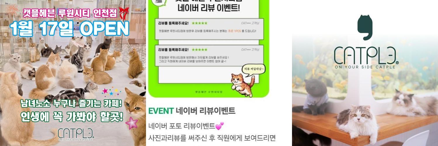 인천 고양이카페 베스트 추천 TOP 10
