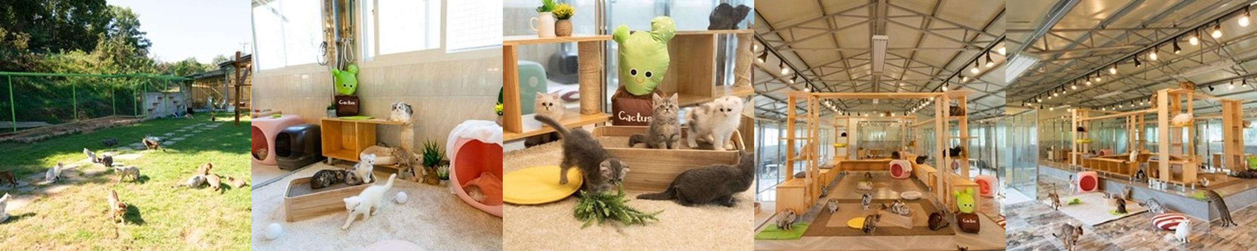 고양이정원 강화점: 다양한 고양이들과의 교감