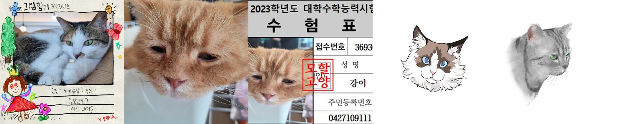 대전 고양이카페 베스트 추천 TOP 7