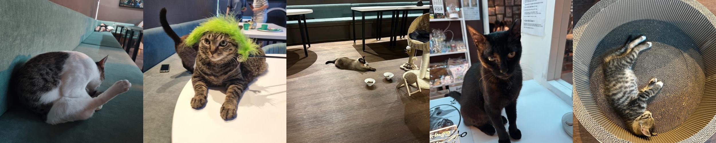 냥냥늉늉: 고양이와의 특별한 교감