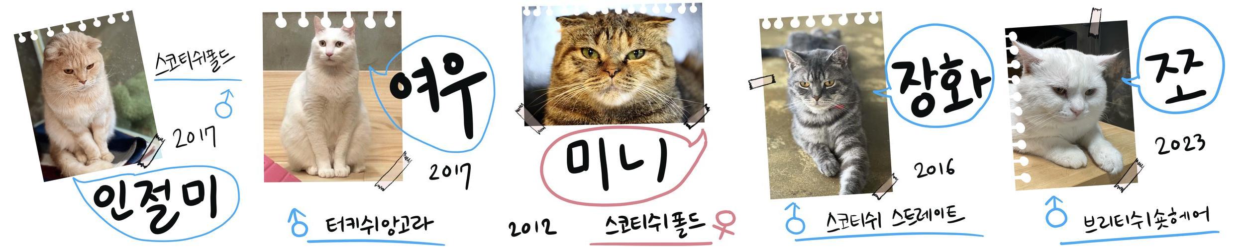 울산 고양이카페 베스트 추천 TOP 6