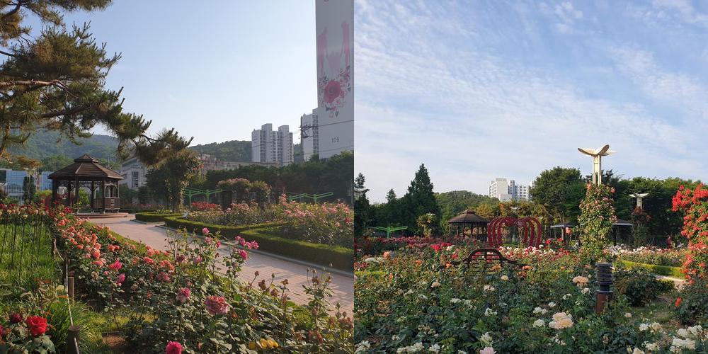 이곡장미공원: 대구의 장미 명소