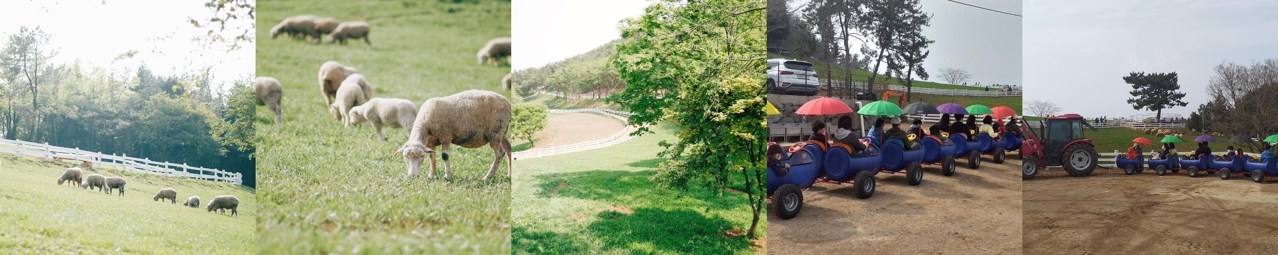 남해 상상양떼목장 편백숲: 자연과 동물이 어우러진 공간