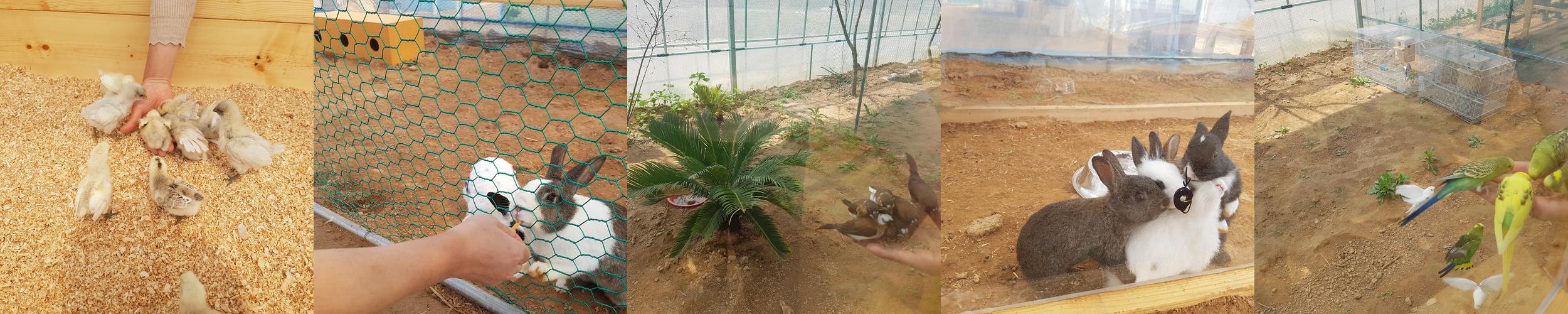 나눔농장: 아이와 함께하는 동물 체험의 즐거움