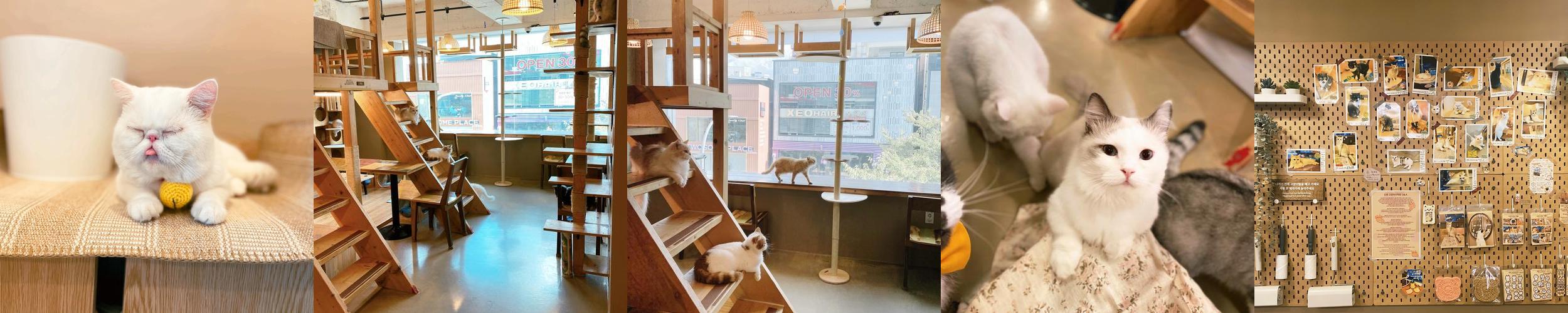 고양이다락방: 신촌의 아늑한 고양이 카페