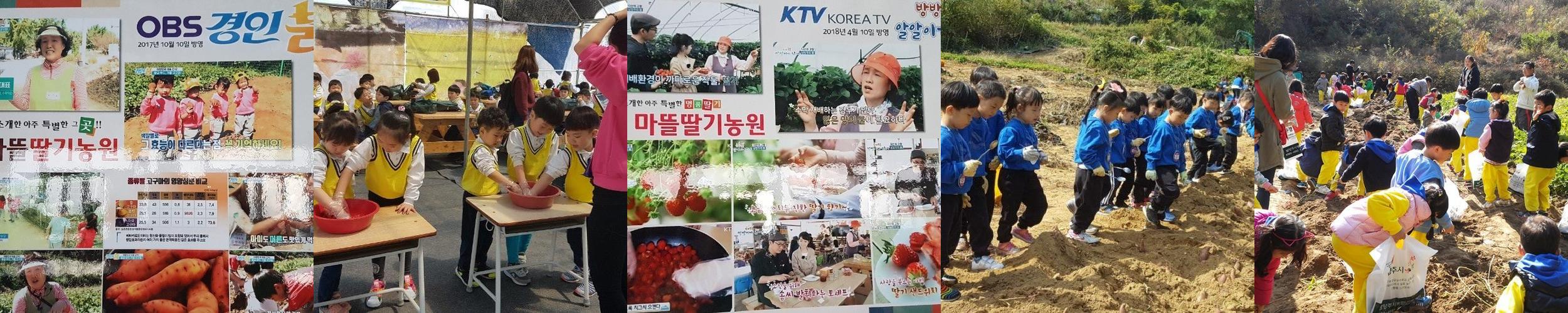 마뜰농원: 남양주에서 즐기는 딸기 체험