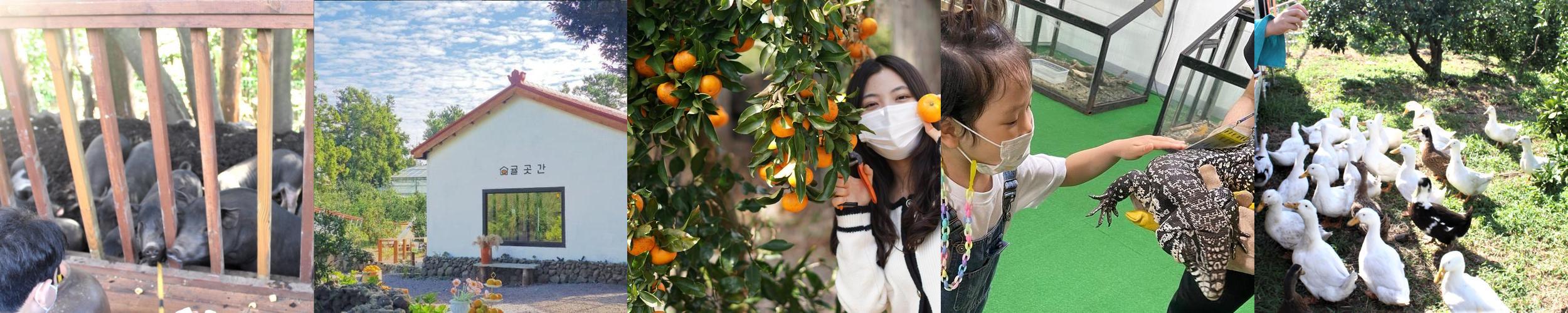 최남단체험감귤농장: 제주도 동쪽의 특별한 체험