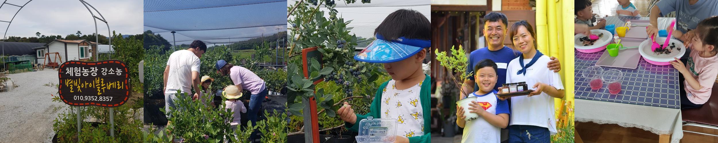 별빛아이 블루베리체험농장: 다양한 체험과 즐거움의 공간