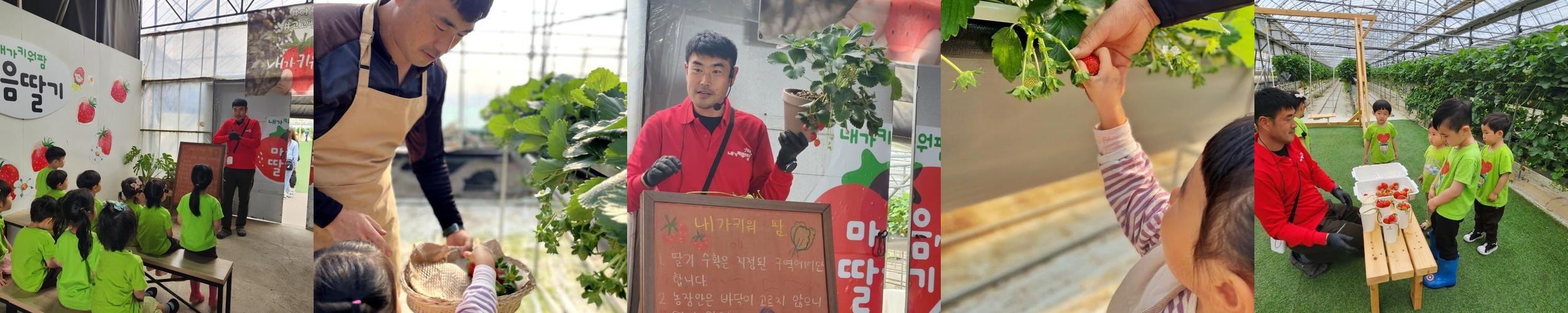 내가키워팜: 가족과 함께하는 딸기 체험