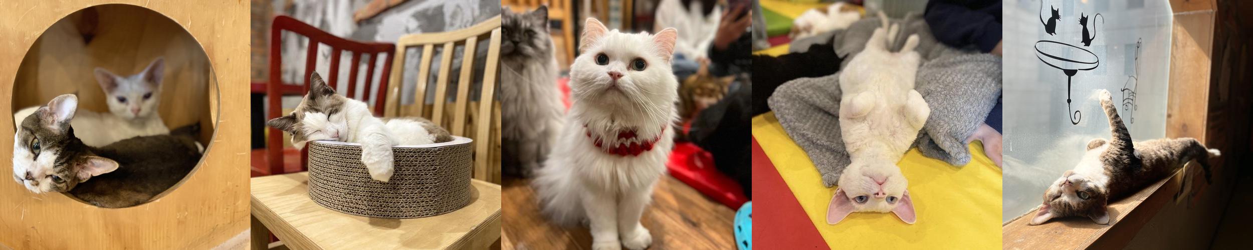 고양이다락방 홍대점: 시간제한 없는 고양이 카페
