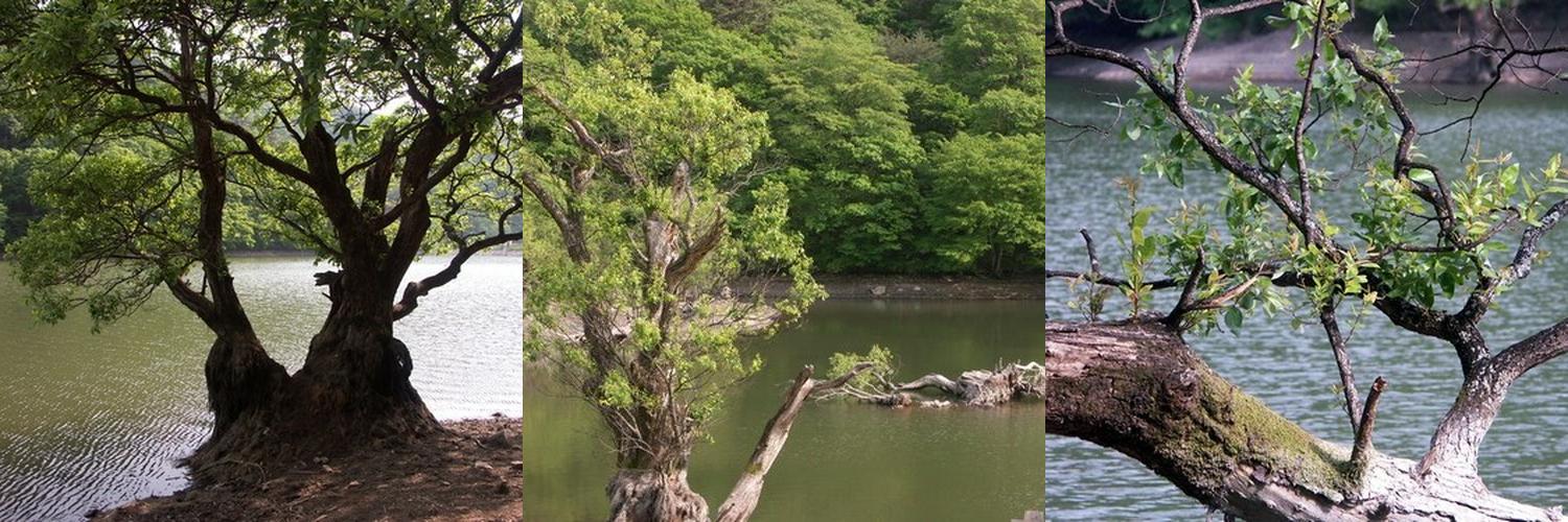 주산지: 청송의 자연과 역사