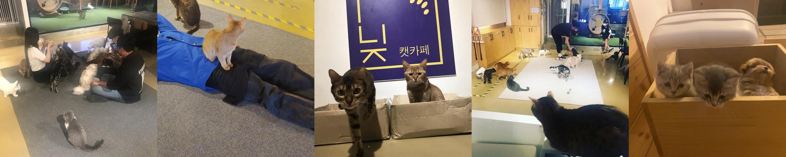 니즈: 의정부 고양이 카페의 매력