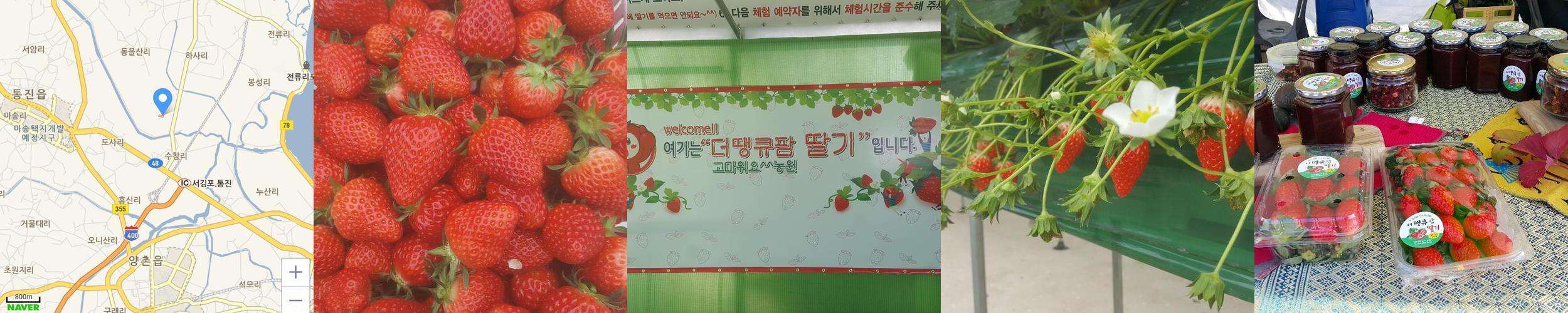 더땡큐팜딸기 체험농장: 가족과 함께하는 딸기 체험