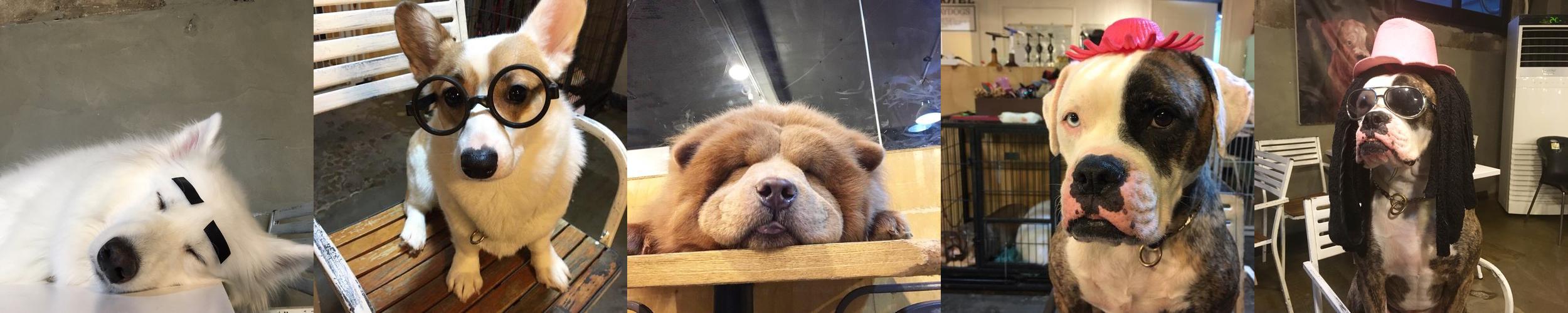 플레이독스: 강아지와 고양이와 함께하는 보드게임 카페