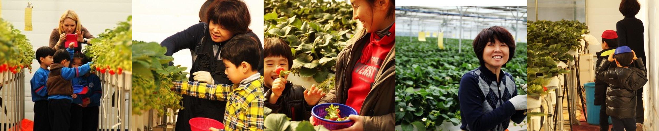 일산농원: 가족과 함께하는 딸기 체험의 즐거움