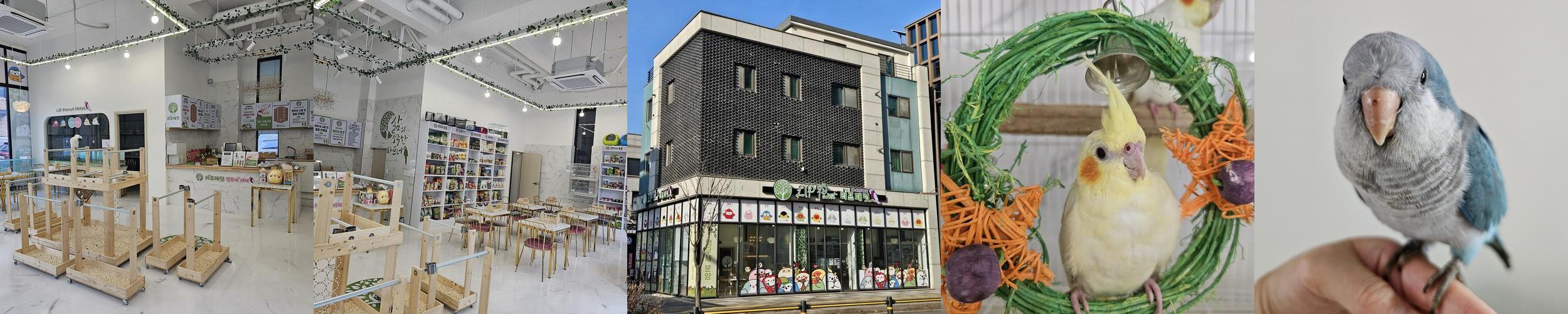 리프패럿 별내점: 남양주 앵무새 카페의 특별한 경험
