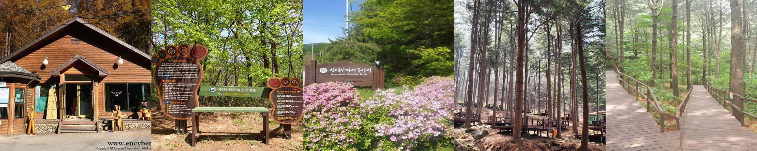 국립청태산자연휴양림: 자연과 힐링의 공간
