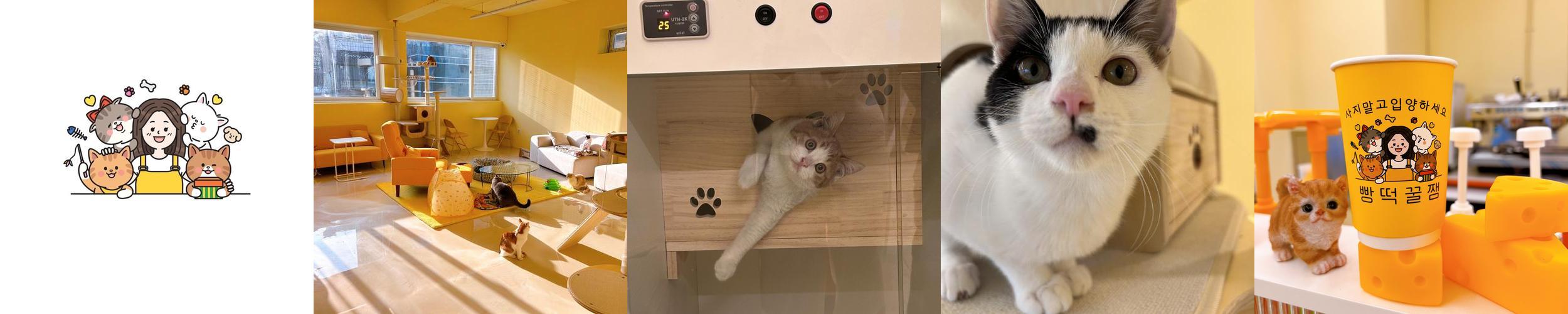 고양이집: 안양의 유기묘 카페