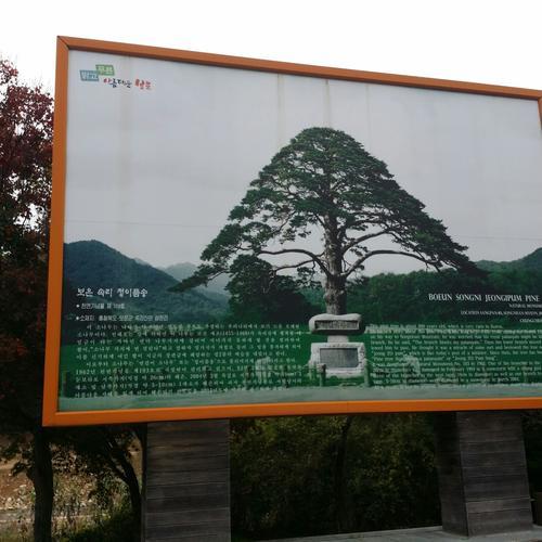 정이품송: 역사와 자연의 조화