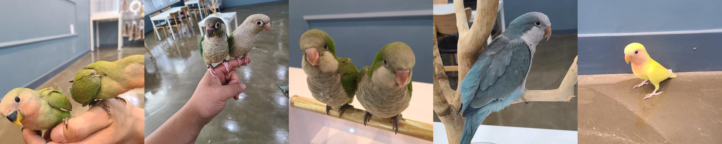 인천 동물 카페 베스트 추천 리스트 TOP 10