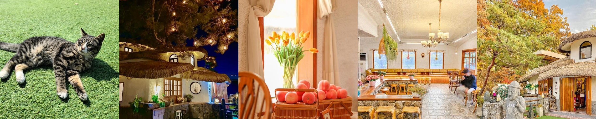 세종 애견동반 카페 베스트 추천 리스트 TOP 10