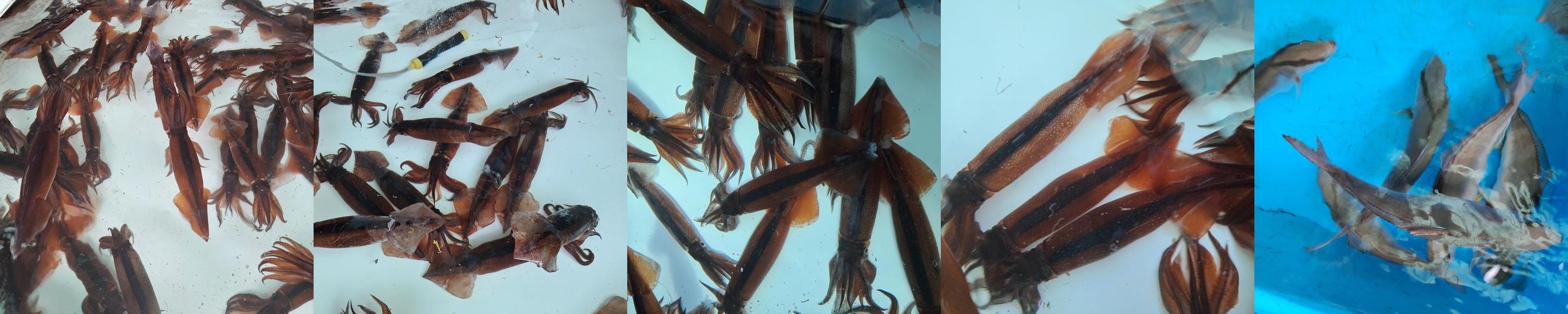 묵호 맛집 베스트 추천 리스트 TOP 10