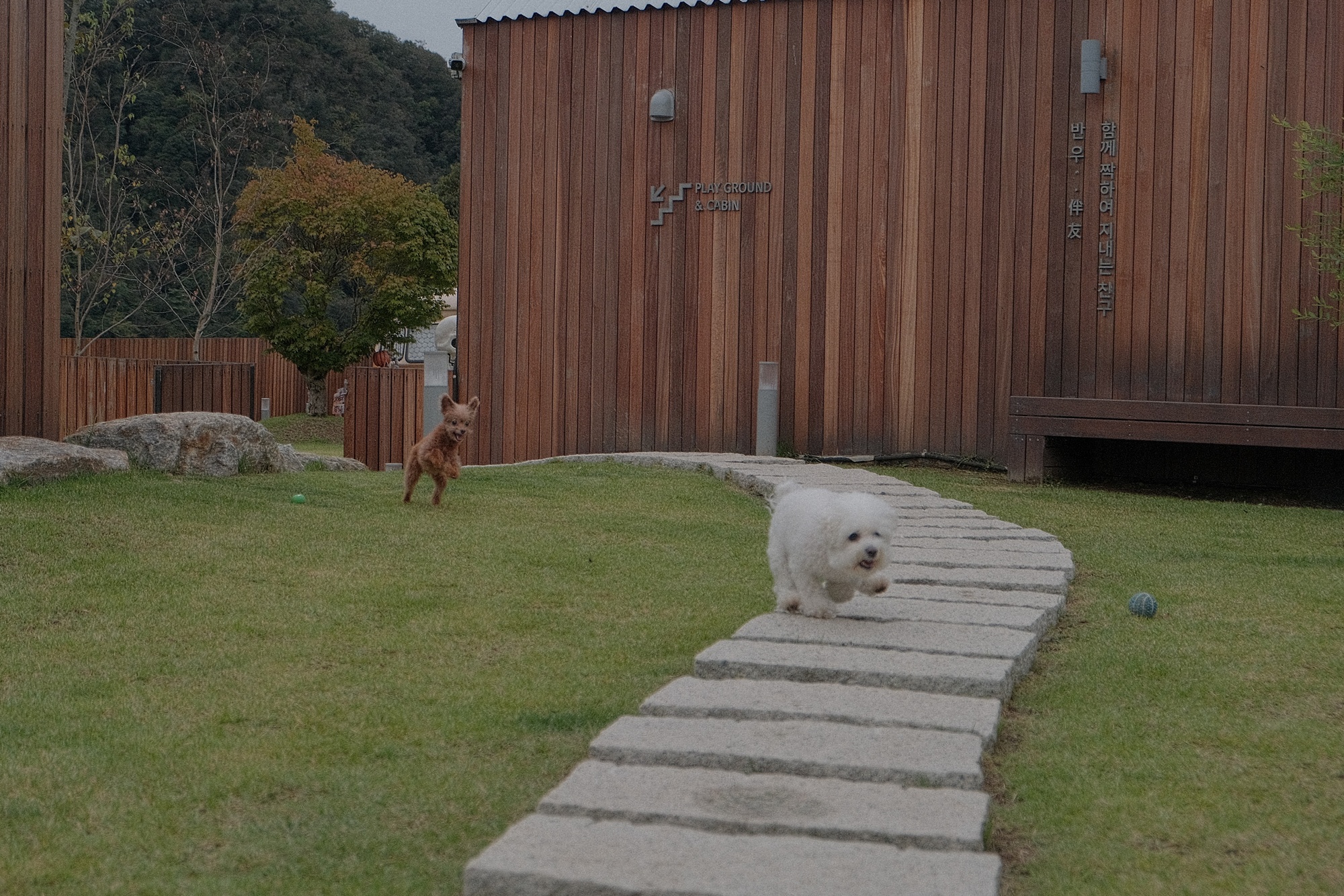 독채 감성 펜션 빌라반우｜춘천 애견동반 여행 숙소 추천