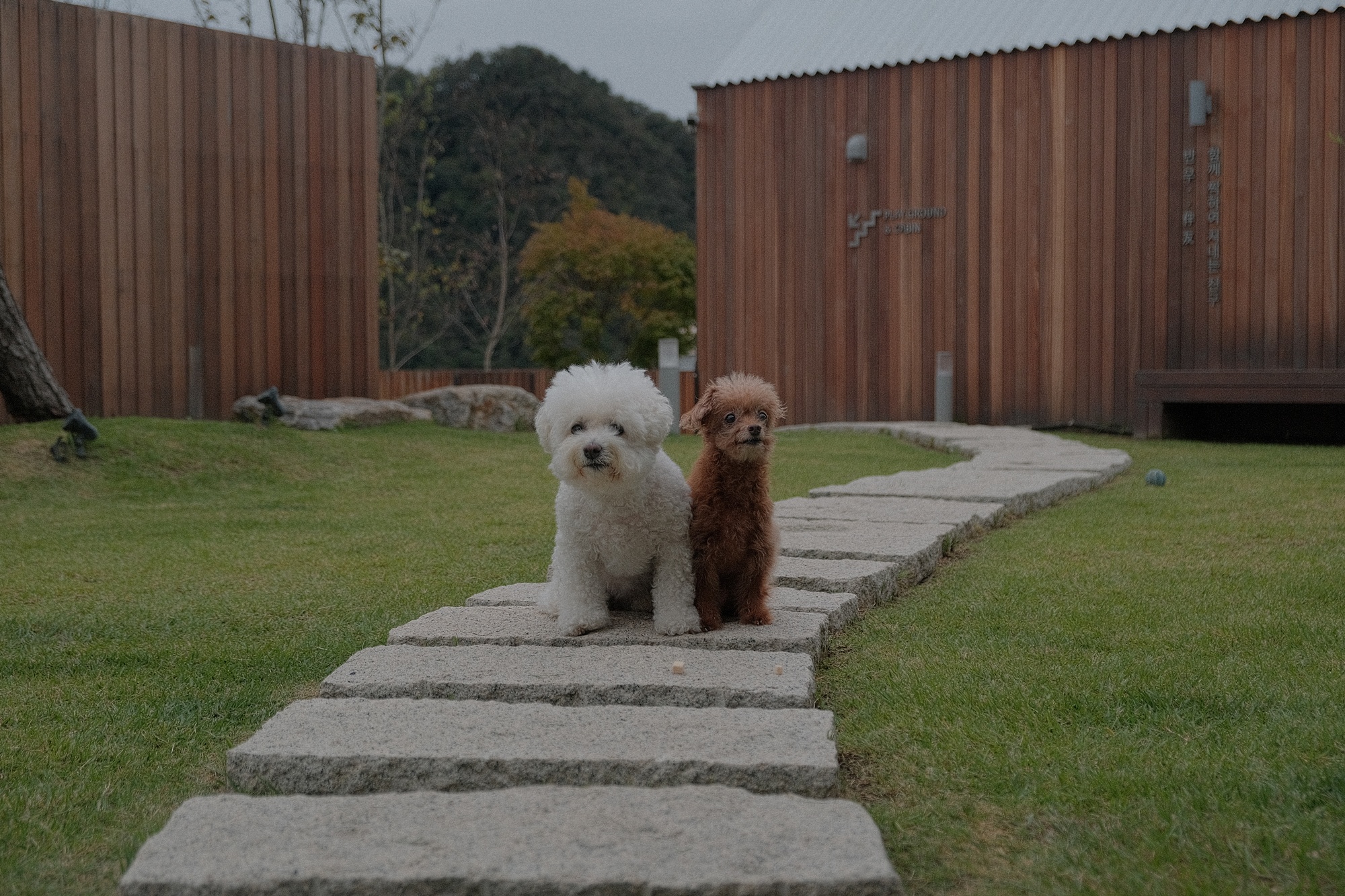 독채 감성 펜션 빌라반우｜춘천 애견동반 여행 숙소 추천
