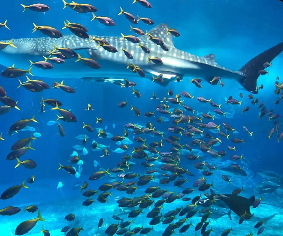 일본 오키나와 여행 코스 가볼만한곳 추천 10곳｜인기 관광 명소 힐링 스팟 리스트