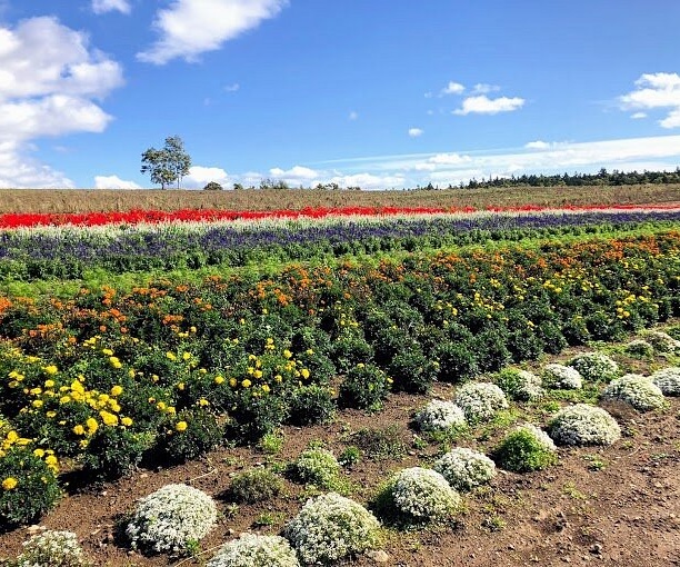 일본 후라노 여행 코스 가볼만한곳 베스트 9｜감성 힐링 추천 명소 리스트