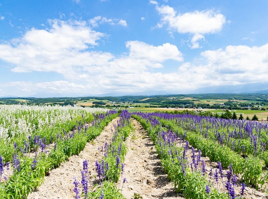 일본 후라노 여행 코스 가볼만한곳 베스트 9｜감성 힐링 추천 명소 리스트