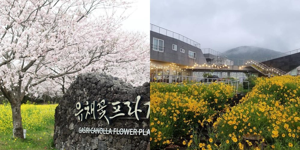 표선 맛집 베스트 추천 리스트 TOP 10 표선 맛집 베스트 추천 리스트 TOP 10